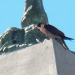 Beauty Prepping Prey on the base of the Mercury Statue 6/3/13