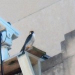 DC on Nest Box Platform 6/4/13