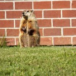 Ground Hog at BS 6/12/13