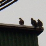 Burlington Fledge Watch - 6-7-13 - THE OTHER 3 FLEDGLINGS MINUS SARAH