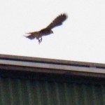 Burlington Fledge Watch - 6-7-13 - FLEDGLING FLYING!