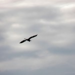 Heron Flies Overhead 6/5/13