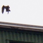 Burlington Fledge Watch - 6-7-13 - FLEDGLING FLYING!