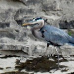 Great Blue Heron Walking Along the River Edge 6/5/13