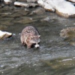 Raccoon Hunting by Flipping Rocks and Eating What he Finds 6/5/13