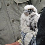 Quest & Kendal's Banding Day 6-7-13 - KIMANI