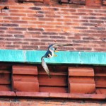 Dot.ca Hunting Starlings off the Wilder Bldg 6/5/13