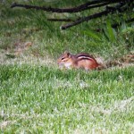 Chipmunk at BS 6/1/13