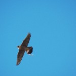 Beauty returning with prey for another feeding 6/3/13