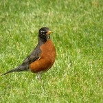 Robin Red Breast at BS 6/1/13