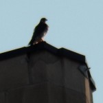 Dot.ca Above Nest Box Beneath NE Wing on TSB 6/24/13