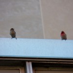 Serenaded by Finches 6/4/13