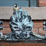 House Sparrow on Ornamental Work - 6/20/13