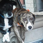 Casey & Abby Patiently Waiting for their Mom (Joyce) to end her Watch 6/4/13