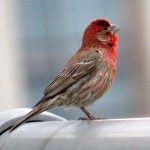 img_0042-male-housefinch-on-railing-by-falcon-watcher-central