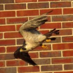 img_0042-pigott-flying-off-fast