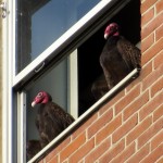 img_0042-turkey-vultures-at-bs