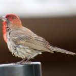 img_0046-happy-housefinch