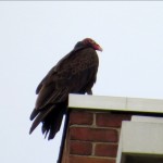 img_0049-turkey-vulture