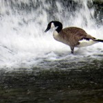 img_0079-canadian-goose