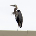 img_0081-gbh-on-bca