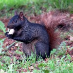 img_0189-black-squirrel-eating-a-peanut