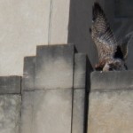 The eyases spent the day practicing for their fledges; including Baron. - 7/6/13