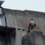 Beauty on Guard on Well Wall - 7/4/13