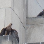 Voyager and Baron on Ledge Above Well Wall - 7/7/13