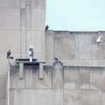 A Different View of the Nest Box - 7/7/13