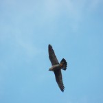 Beauty Flying Above us 7/9/13