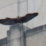 Wow! Look at that Wing Span! - 7/5/13