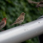 House Finch Fledglings - 7/4/13