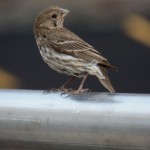 Newly Fledged House Finch - 7/4/13