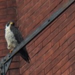 Dot.ca on the Wilder Bldg Fire Escape Looking for Starlings - 7/4/13