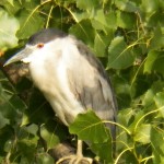 22-adult-black-crowned-night-heron-in-tree-on-river-7-21-13