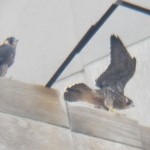 Baron and a Newly Fledged Rosetta - 7/9/13