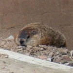 3-pigotts-sleepy-friend-the-groundhog-aka-swear-word-7-28-13