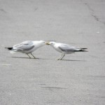 A Gull Tug-o-War. One gull had the other gulls beak gripped tight and was dragging it. Finally they broke it up. 7/6/13