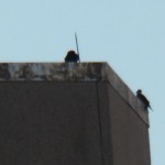 Two Juvies on top of the OCSR Elevator Shaft - 7/19/13