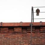 Baron on the Ladder of the Fire Escape on the Wilder Bldg - 7/5/13