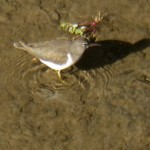 Mystery Shore Bird on Genesee River 7-25-13