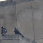 Rosetta and Baron on the Well Wall - 7/2/13