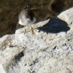 Mystery Shore Bird on Genesee River 7-25-13