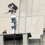 img_0020-mom-lands-to-a-chorus-of-falcons