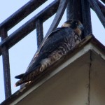 img_0043-another-beautyful-falcon