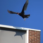 img_0085-turkey-vulture-takes-off