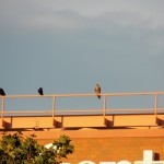 1-baron-and-crows-on-frontier-bldg-8-2-13