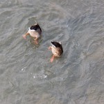 Synchronized Duck Swim Team - Bottoms Up! 8-22-13
