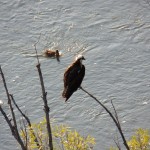Osprey on Island Tree with Ducks Below 8-16-13